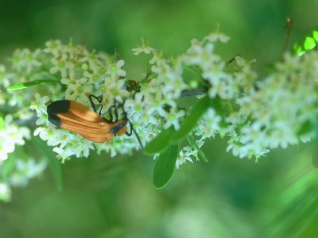Gymnosporia buxifolia pollinating insects